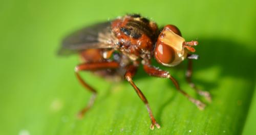 Sicus ferrugineus
